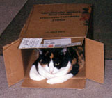 Bailey in a box