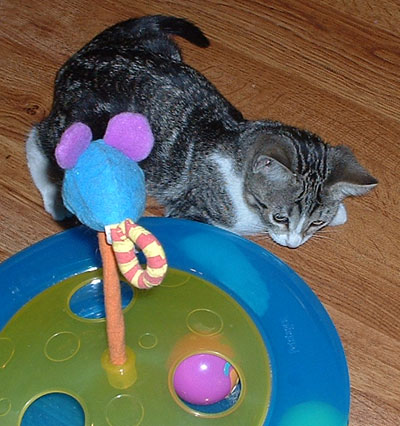 Bebe and her toy.